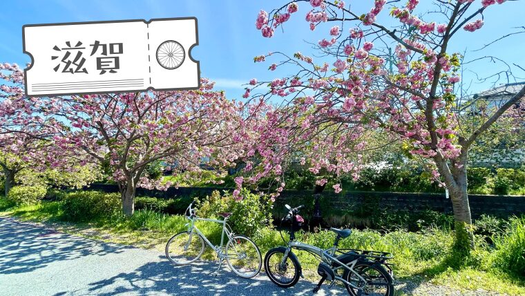少し送れて満開を迎える、滋賀彦根「平田川」の八重桜並木を観に行く